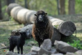 Dieren kijken in Wildpark Schwarzach – dierentuin in Zuid-Duitsland