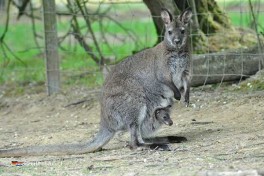 Dierentuin in Zuid-Duitsland – ontdek Wildpark Schwarzach